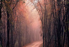 黄队在比赛中表现出色：一场技战术与团队精神的完美演绎